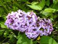 Syringa vulgaris